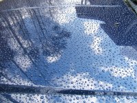 beeding2.jpg