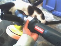 catdetail.jpg