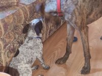 tn_Oreo and Ruby.jpg