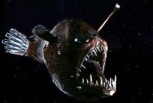 angler_fish.jpg