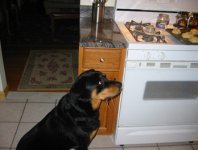 rottie2.jpg