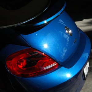 Sun Beetle 01