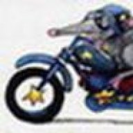 Wharf Rat