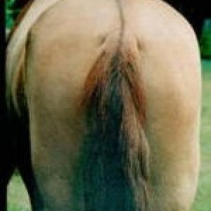 morehorsesass1